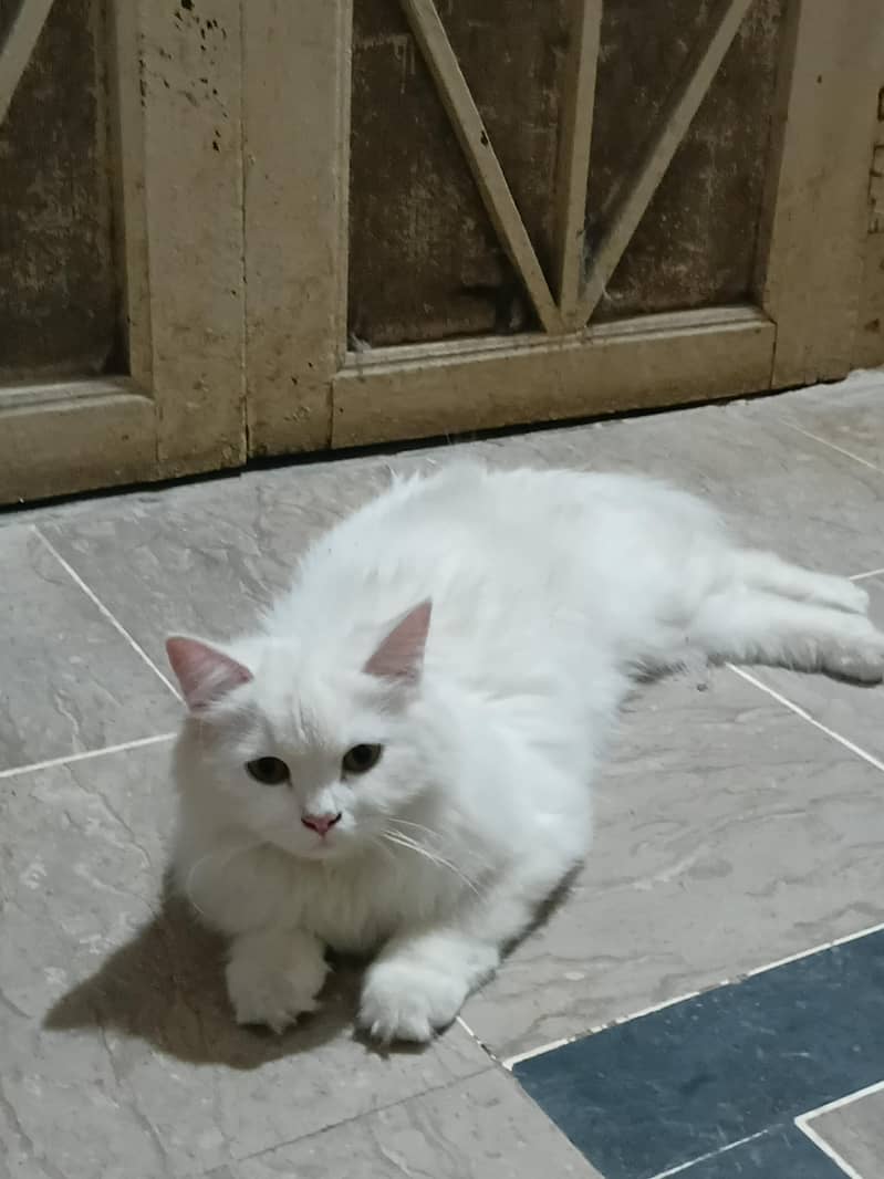 family cat 3