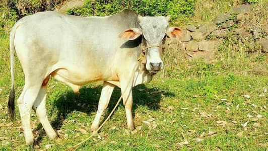 Qurbani  bull  wight  3.5 mun