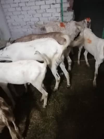 Donday bakray