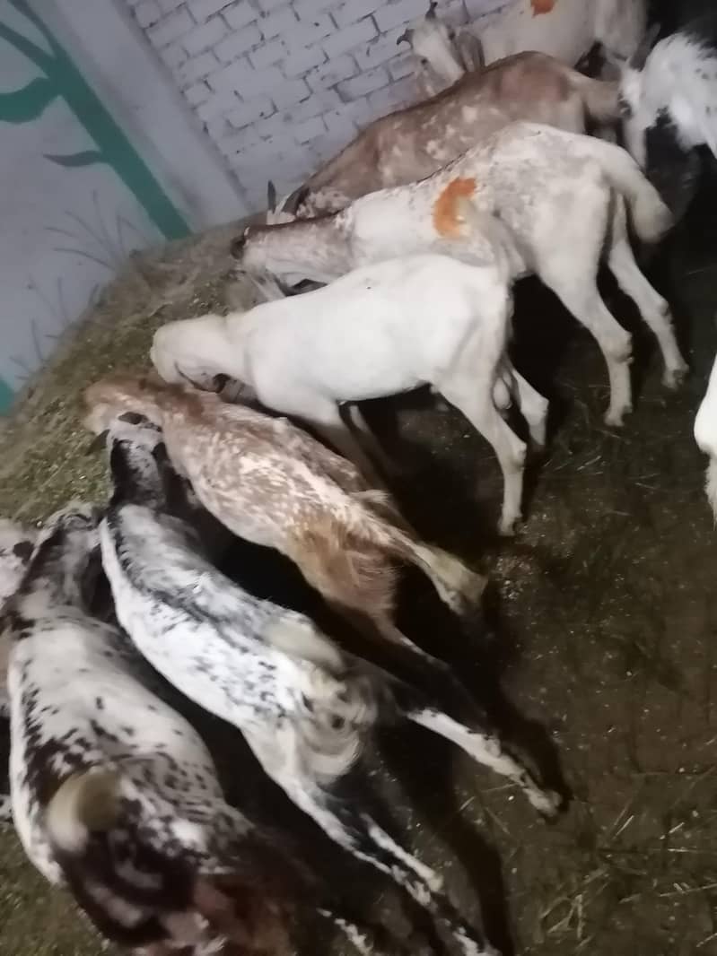 Donday bakray 1