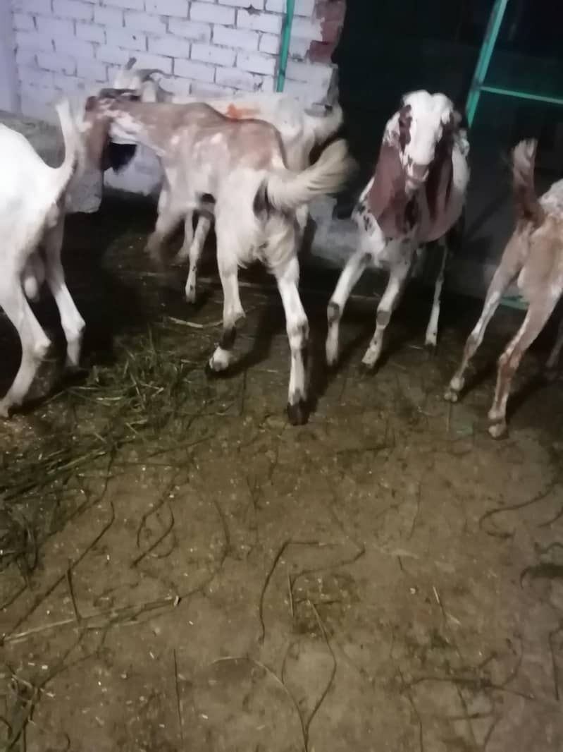 Donday bakray 3