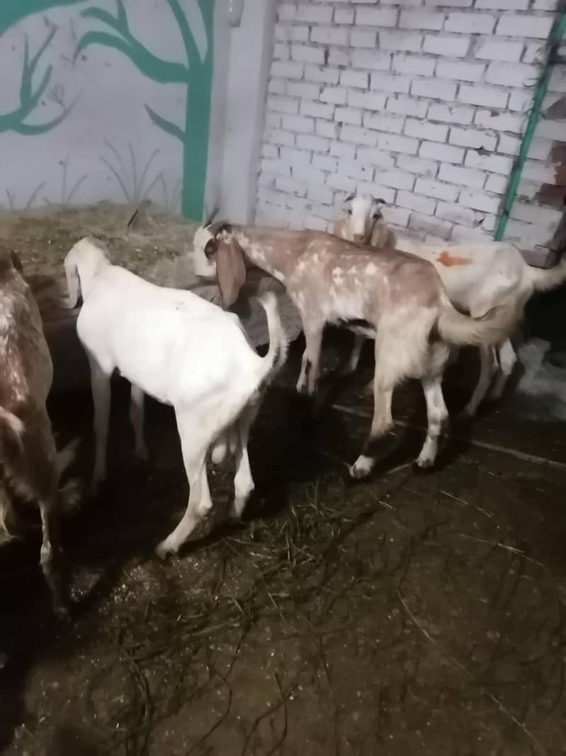 Donday bakray 4