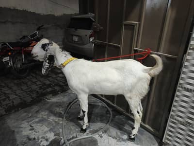 2 donda hai