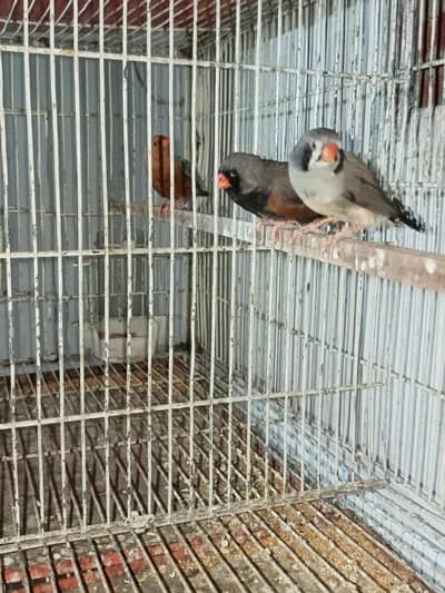charcoal breeder pair available for sale. .