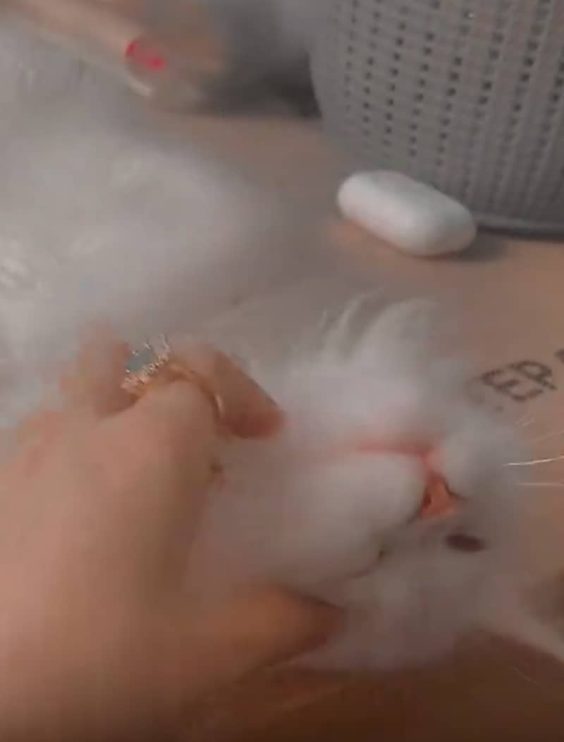Cats pair* 1