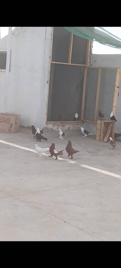 karbalai