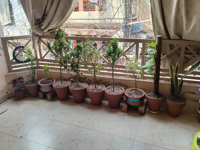 flat for rent 4
