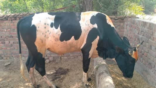MashaAllah Healthy Mota Taza Bail For Qurbani Available