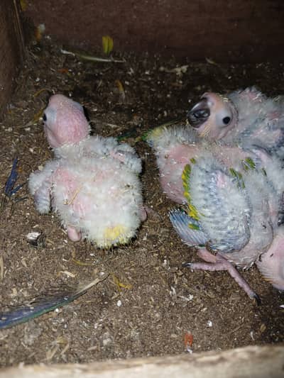 Sunconure and Red color lory chicks