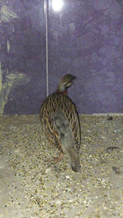 Black francolin