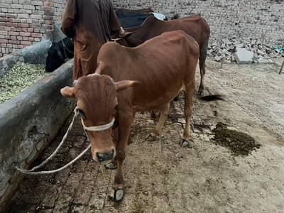 2 dant 3 man weight urgent sale