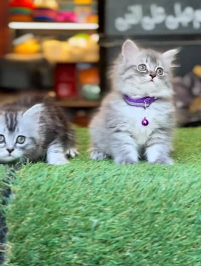 Persian Cat Billi Persian Kitten 3 kot Cat baby  0з48/O29/O146 ωtsp