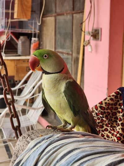 Raw parrot
