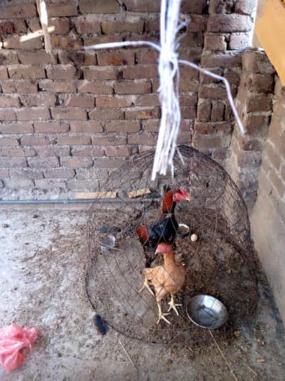 sale mianwali
