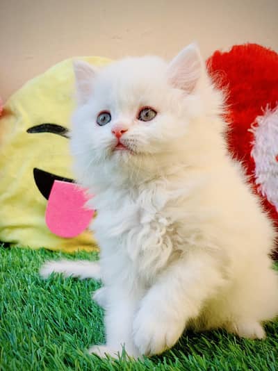 persian cat for sale MywatsapppNumber0348-55-58-176