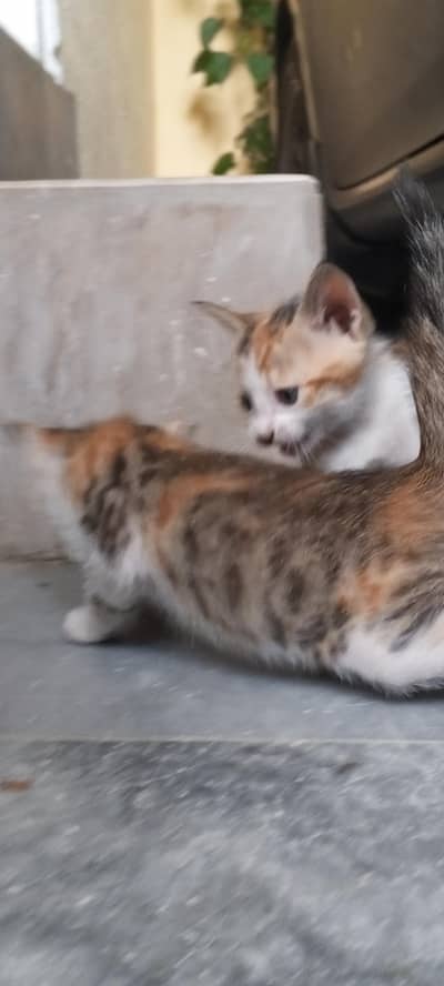 3 kittens available for adoption