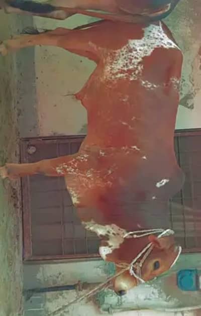 2 Danda Healthy Male Cow For Sale | Strong & Active