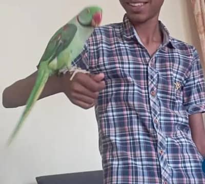 Kashmiri raw parrot for sale and time vice train vaccine mukammal