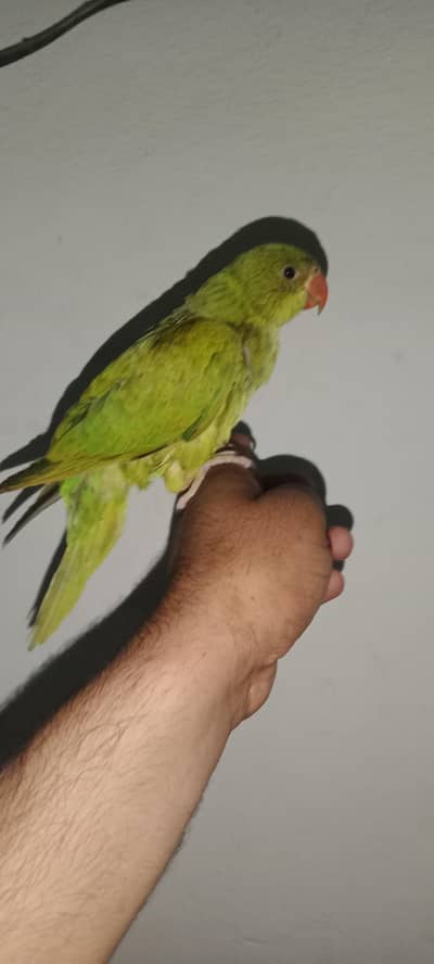  parrot  bebe