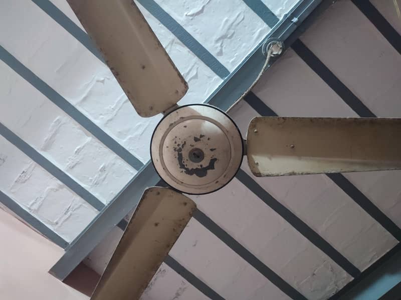 Ceiling Fan 1