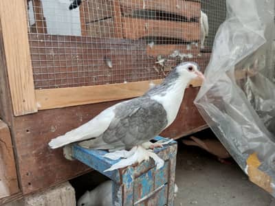 pigeons for sale