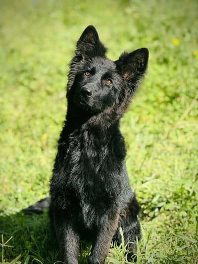 German Shepherd Dog For sale