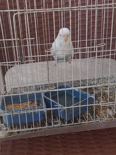 Exhibition pair for sale