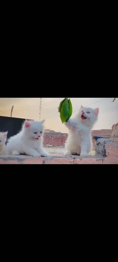 persian cat for sale MywatsapppNumber0348-55-58-176