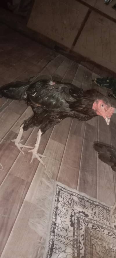 black 03005833390
