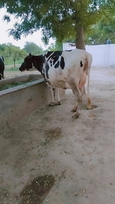 Frizen cross cow
