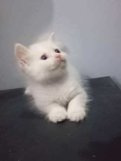 kitten for sale