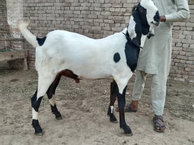 Qurbani wala bakra