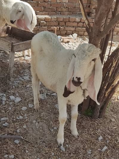 Two male sheeps For sale