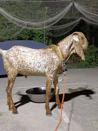 Desi Goat