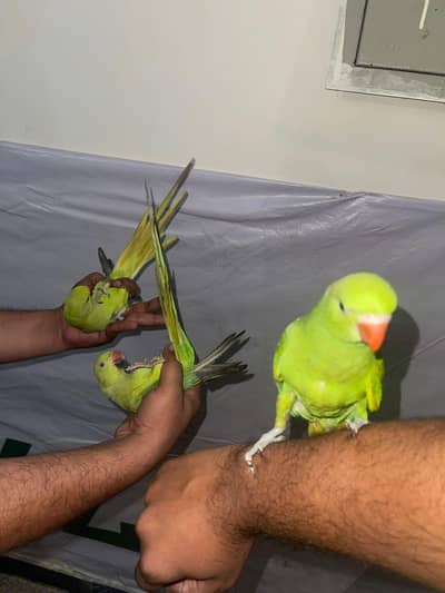 green tamme nd semi tamme peaces available