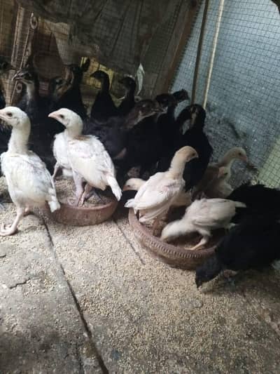 Heera For Sale