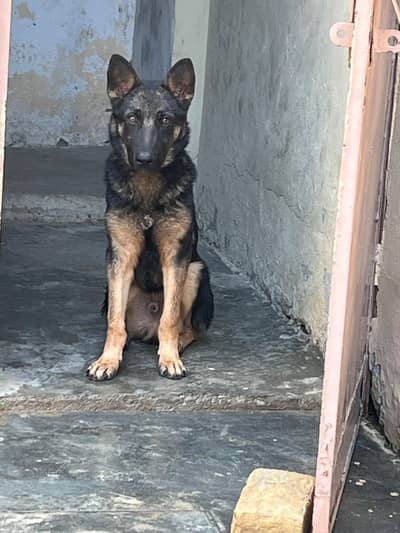 German Shepherd  double qouated