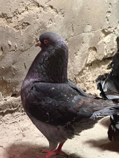 Adult king size puegion