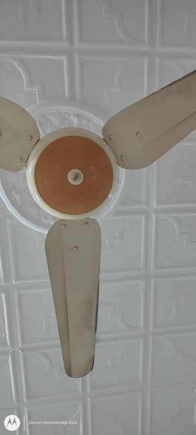 SK fan original 56" inch full size