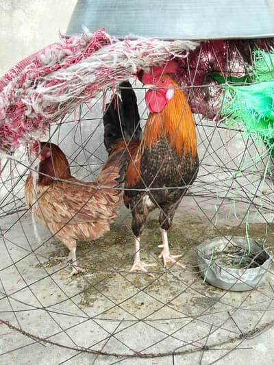Desi murga murgi healthy and active pair egg laying hen