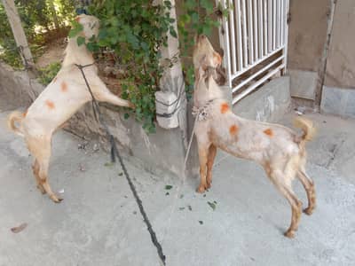 2026 ki Qurbani K lye Desi Donday Bakray For Sale in I-10 Islamabad