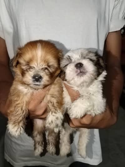 breed name shitzu