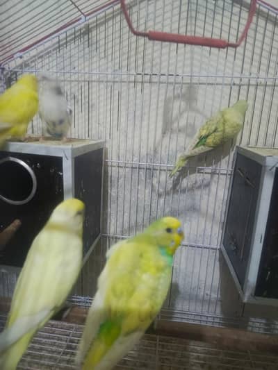 parrots