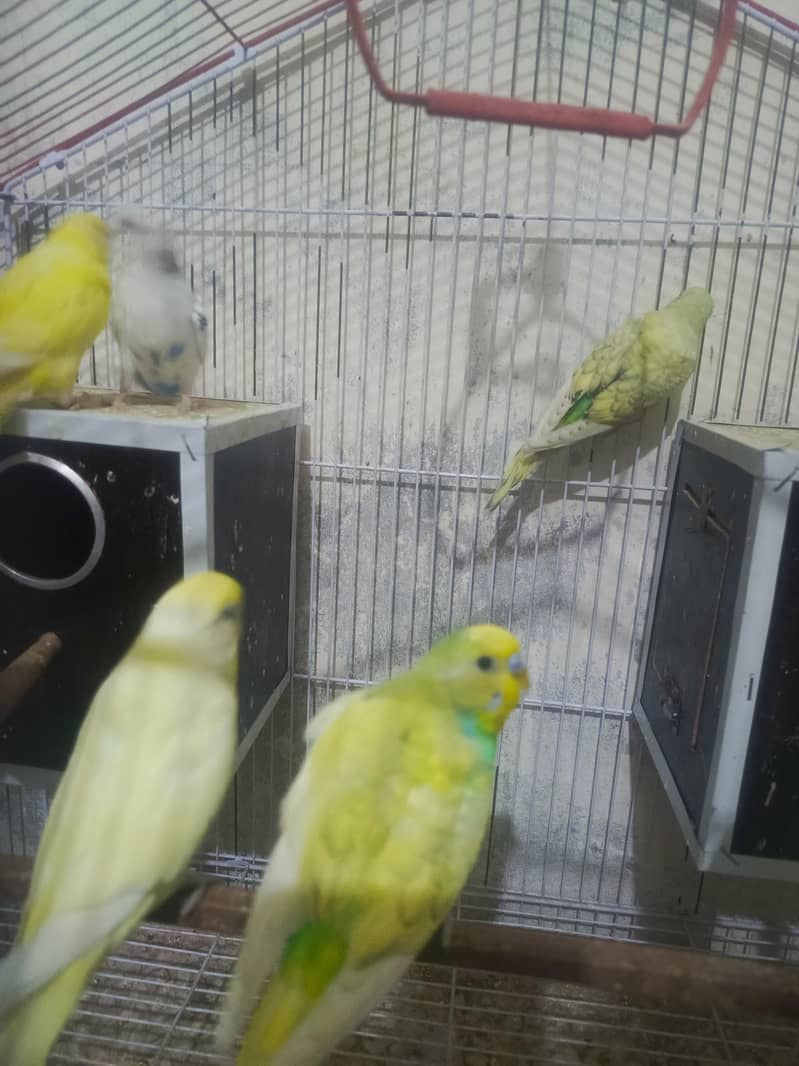 parrots 0