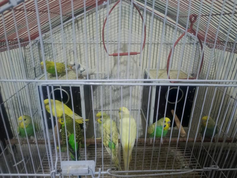 parrots 1