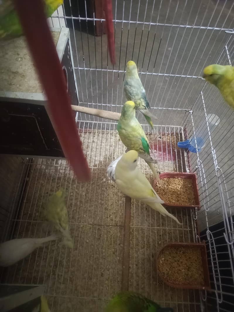 parrots 2