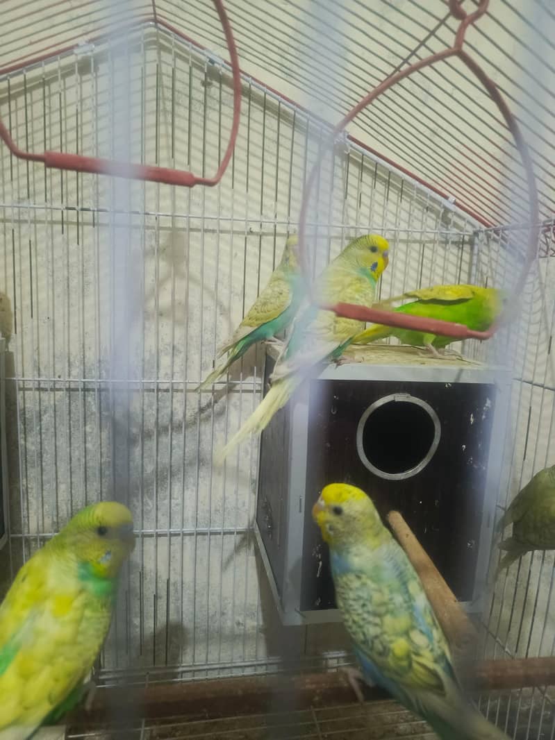 parrots 3