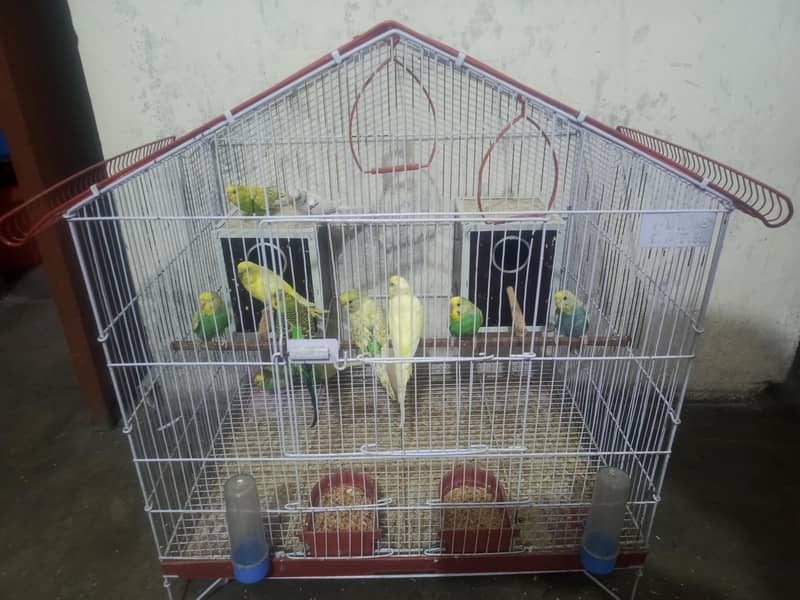 parrots 4