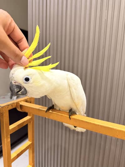 Blue gold macaw harley quinn cockatoo chicks