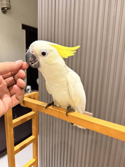 Mulacan cockatoo triton cockatoo chicks mullacan